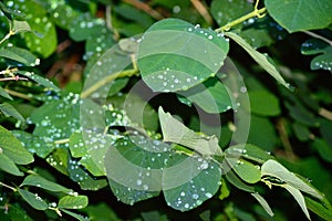 Raindrops on green leaves and twigs of a bush