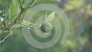 Raindrops on a green lemon. close up of raindrops. closeup raindrops. lemon . fruit . tree . rain nature, wild nature, forest, woo