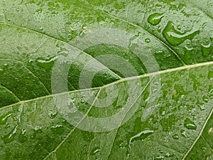 Raindrops On A Green Plant Leaf Textured Background