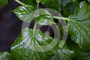 Raindrops on green plantn photo