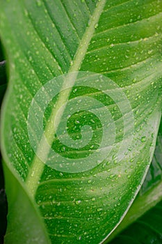 Raindrops on green tropical plant leave texture background