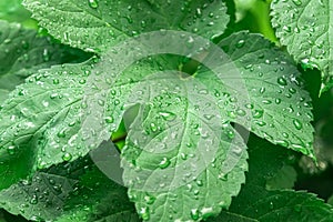 raindrops on green vine leaves closeup macro photography