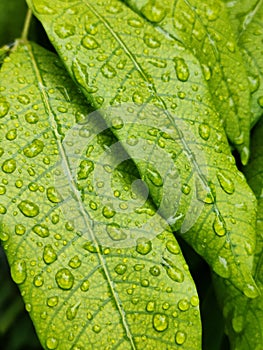 Raindrops on greenleaf