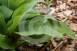 Raindrops on hosta leaves