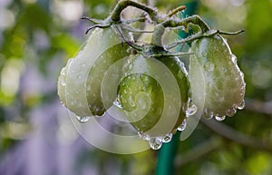 Raindrops hung from green tomatoes