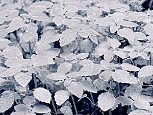 Raindrops on Impatiens glandulifera leaves, monochrome image photo