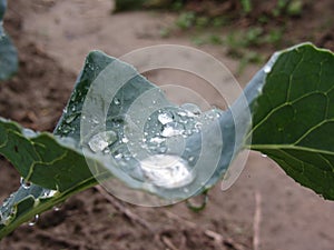 Raindrops keep falling on cauliflower leaf . The cauliflower plant is growing in the field