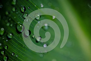 Raindrops on a Large Green Leaf