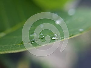 Raindrops on Leaf