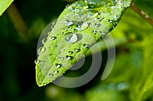 Raindrops on leaf