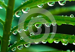 Raindrops on leaf