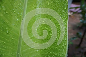 Raindrops on leaf