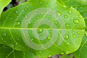 The raindrops on the leaf are bright and clean. The leaves are macro water patterns. The top view and the layers of leaves.