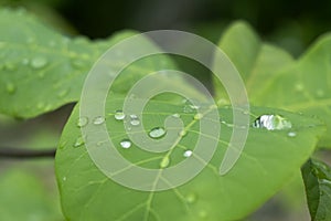 The raindrops on the leaf are bright and clean. The leaves are macro water patterns. The top view and the layers of leaves.