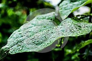 Raindrops on Leaf photo