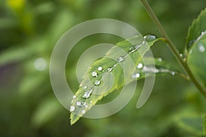Raindrops on the leaf close-up image.