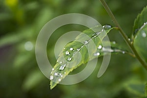 Raindrops on the leaf close-up image.