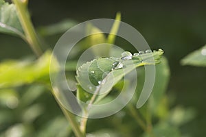 Raindrops on the leaf close-up image.