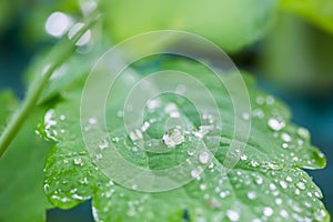 Raindrops on a leaf