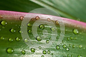 Raindrops on the leaf Cordyline fruticosa