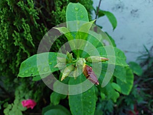 Raindrops on leaf, flowering plant growing in garden, nature photography, natural gardening background, greenery wallpaper