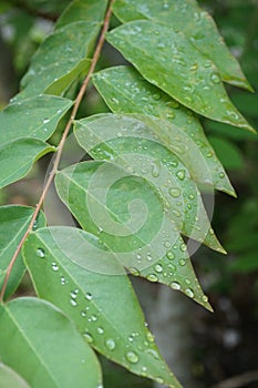 Raindrops on leaf