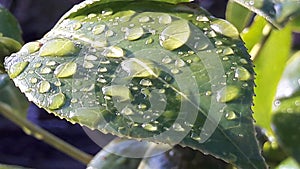 Raindrops on leaf, morning sun