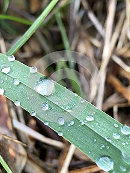 Raindrops on a leaf, nice and green