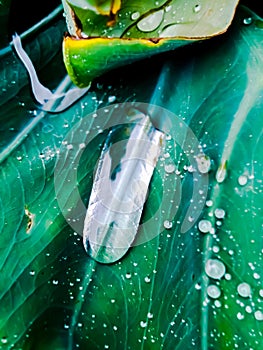 Raindrops on the leaf of plant