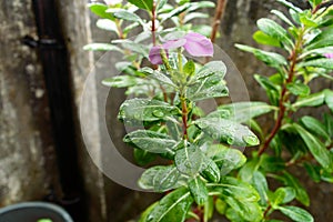 Raindrops on leaf. Raindrop on leaves images. Beautiful rainy season, water drop on green leaf, small flower plant, nature