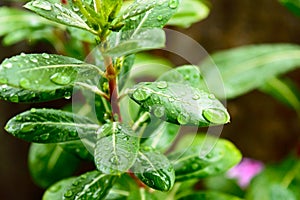 Raindrops on leaf. Raindrop on leaves images. Beautiful rainy season, water drop on green leaf, small flower plant, nature