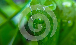 Raindrops on a leaf