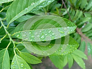 Raindrops on leaf in rainseason