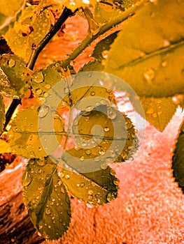 Raindrops Leaf Texture Vintage Wallpaper