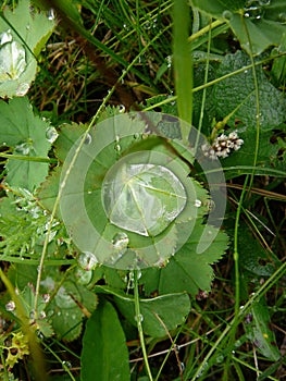 Raindrops on leafs in sumer