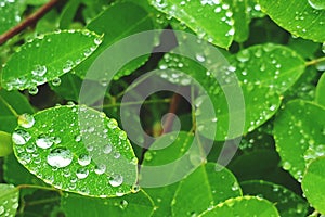 Raindrops on the leaves