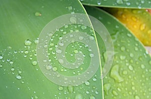 Raindrops on leaves