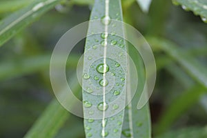 Raindrops on leaves