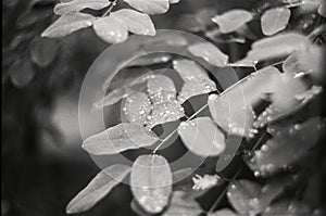 raindrops on the leaves of an acacia tree