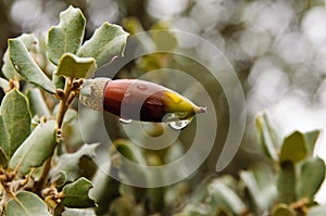 Raindrops on leaves of acorns plants