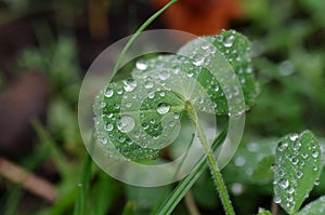 Raindrops on the leaves of the clover