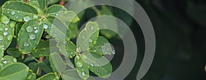 Raindrops on leaves