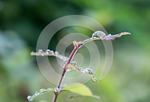 Raindrops on leaves