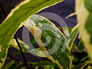 raindrops on leaves in the morning that make a fresh view