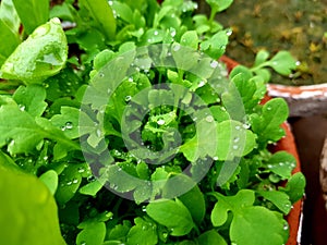 Raindrops Leaves Nature