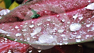 raindrops on leaves.  one of the beautiful things that always gives coolness