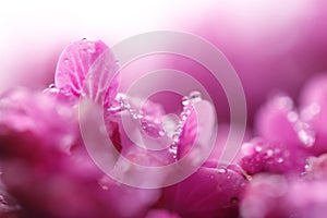 Raindrops on leaves pink flowers cercis