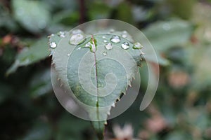 Raindrops on leaves