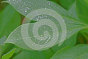 Raindrops Line Up on the Veins of a Long Green Leaf