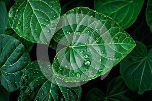 Raindrops linger on fresh green leaves, close up natures elegance